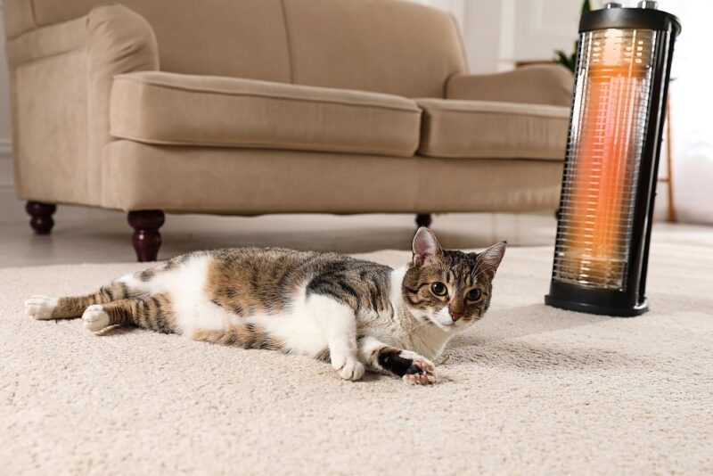 cat in front of halogen heater